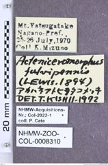 Etiketten zu Acteniceromorphus fulvipennis (Lewis, 1894) (NHMW-ZOO-COL-0008310)